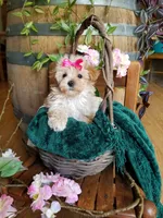 Buttons , a female Maltipoo for sale in Bolivar, MO – 6 of 10