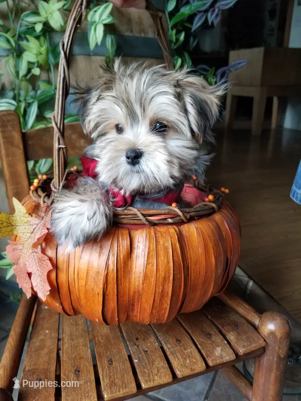 Rubble  – Morkie puppy for sale in Bolivar, MO