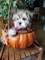 Rubble , a male Morkie for sale in Bolivar, MO – 5 of 10