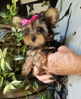 Catalina , a female Yorkshire Terrier for sale in Bolivar, MO – 10 of 10