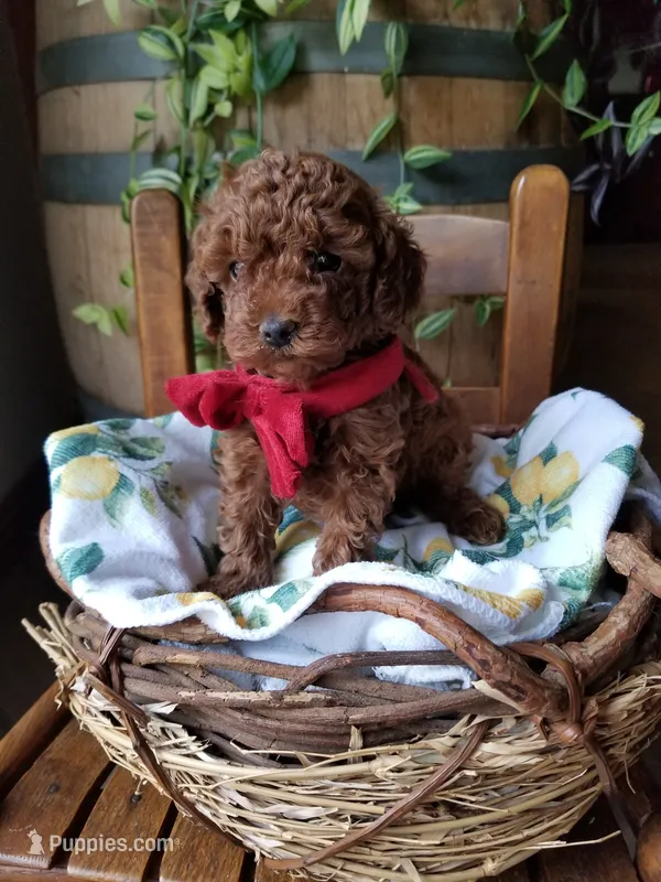 Peppers  – Poodle - Toy  puppy for sale in Bolivar, MO