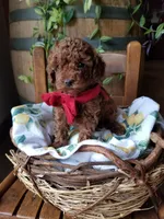 Peppers , a male Poodle - Toy  for sale in Bolivar, MO – 1 of 8