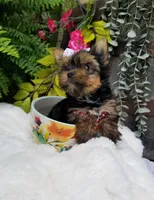 Libby, a female Yorkshire Terrier for sale in Bolivar, MO – 3 of 10