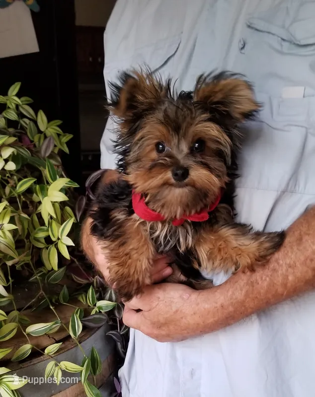 Charlie  – Yorkshire Terrier puppy for sale in Bolivar, MO