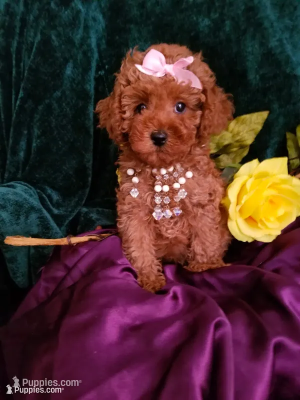 Scarlett  – Poodle - Toy  puppy for sale in Bolivar, MO