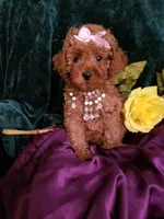 Scarlett , a female Poodle - Toy  for sale in Bolivar, MO – 9 of 10