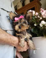 Catalina , a female Yorkshire Terrier for sale in Bolivar, MO – 3 of 10