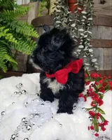 Whiskers , a male Morkie for sale in Bolivar, MO – 8 of 10