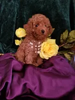 Scarlett , a female Poodle - Toy  for sale in Bolivar, MO – 5 of 10