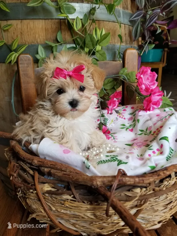 Izzy  – Maltipoo puppy for sale in Bolivar, MO
