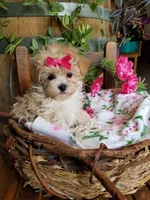 Izzy, a female Maltipoo for sale in Bolivar, MO – 4 of 10