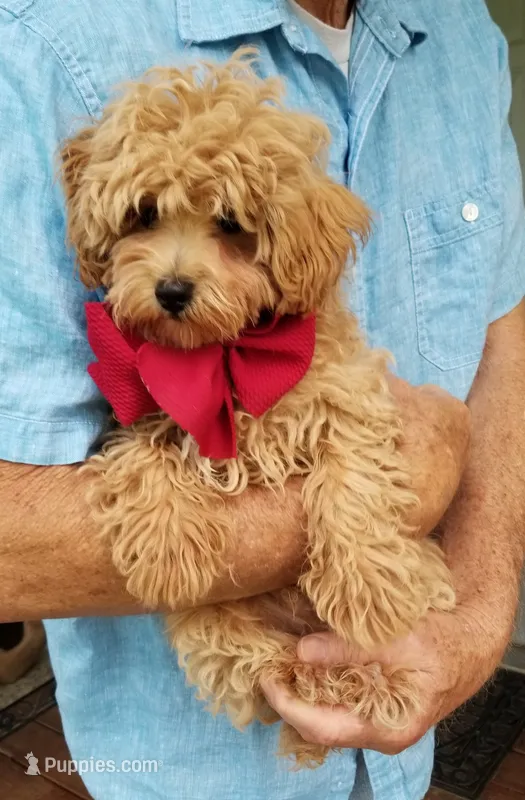 Rubble  – Maltipoo puppy for sale in Bolivar, MO