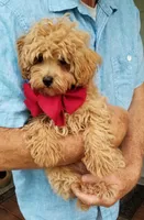 Rubble , a male Maltipoo for sale in Bolivar, MO – 3 of 10