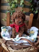 Peppers , a male Poodle - Toy  for sale in Bolivar, MO – 5 of 8