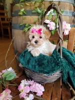 Buttons , a female Maltipoo for sale in Bolivar, MO – 3 of 10