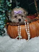 Catalina , a female Morkie for sale in Bolivar, MO – 5 of 10