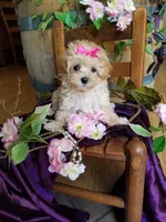 Sally , a female Maltipoo for sale in Bolivar, MO – 8 of 9
