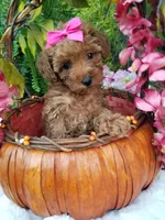 Dolly, a female Poodle - Toy  for sale in Bolivar, MO – 6 of 10