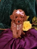 Scarlett , a female Poodle - Toy  for sale in Bolivar, MO – 4 of 10
