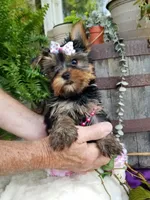Cricket , a female Yorkshire Terrier for sale in Bolivar, MO – 2 of 10