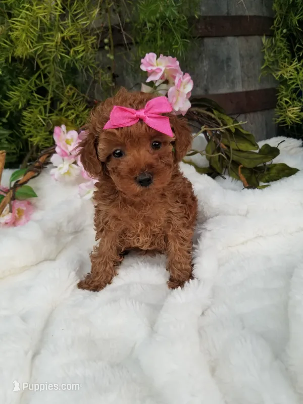 Dolly – Poodle - Toy  puppy for sale in Bolivar, MO