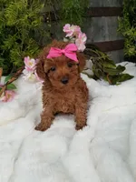 Dolly, a female Poodle - Toy  for sale in Bolivar, MO – 10 of 10