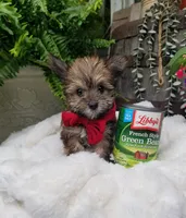Benny, a male Morkie for sale in Bolivar, MO – 6 of 10
