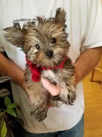 Benny, a male Yorkshire Terrier for sale in Bolivar, MO – 4 of 10