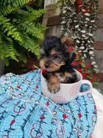Abou, a male Yorkshire Terrier for sale in Bolivar, MO – 3 of 6