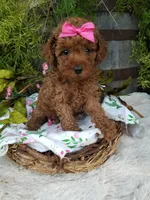Apple, a female Poodle - Toy  for sale in Bolivar, MO – 10 of 10