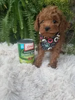 Dr. Pepper, a male Poodle - Toy  for sale in Bolivar, MO – 4 of 10