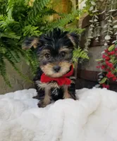 Lucas , a male Yorkshire Terrier for sale in Bolivar, MO – 3 of 6