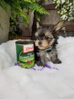 Lincoln , a male Morkie for sale in Bolivar, MO – 5 of 10