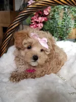 Cherry , a female Maltipoo for sale in Bolivar, MO – Photo 10 of 10