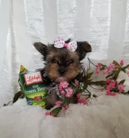 Bigsy, a female Yorkshire Terrier for sale in Bolivar, MO – Photo 5 of 7