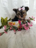 Bigsy, a female Yorkshire Terrier for sale in Bolivar, MO – Photo 3 of 7