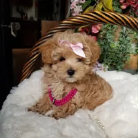 Cherry , a female Maltipoo for sale in Bolivar, MO – Photo 7 of 10