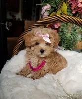 Cherry , a female Maltipoo for sale in Bolivar, MO – Photo 9 of 10