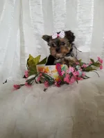 Bigsy, a female Yorkshire Terrier for sale in Bolivar, MO – Photo 4 of 7