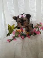 Bigsy, a female Yorkshire Terrier for sale in Bolivar, MO – Photo 7 of 7