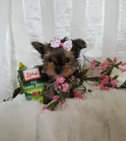 Bigsy, a female Yorkshire Terrier for sale in Bolivar, MO – Photo 6 of 7