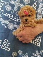 Page, a female Maltipoo for sale in Bolivar, MO – Photo 3 of 10