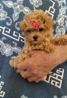 Page, a female Maltipoo for sale in Bolivar, MO – Photo 1 of 10