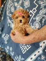 Page, a female Maltipoo for sale in Bolivar, MO – Photo 7 of 10