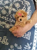 Page, a female Maltipoo for sale in Bolivar, MO – Photo 2 of 10