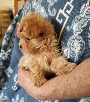 Page, a female Maltipoo for sale in Bolivar, MO – Photo 4 of 10