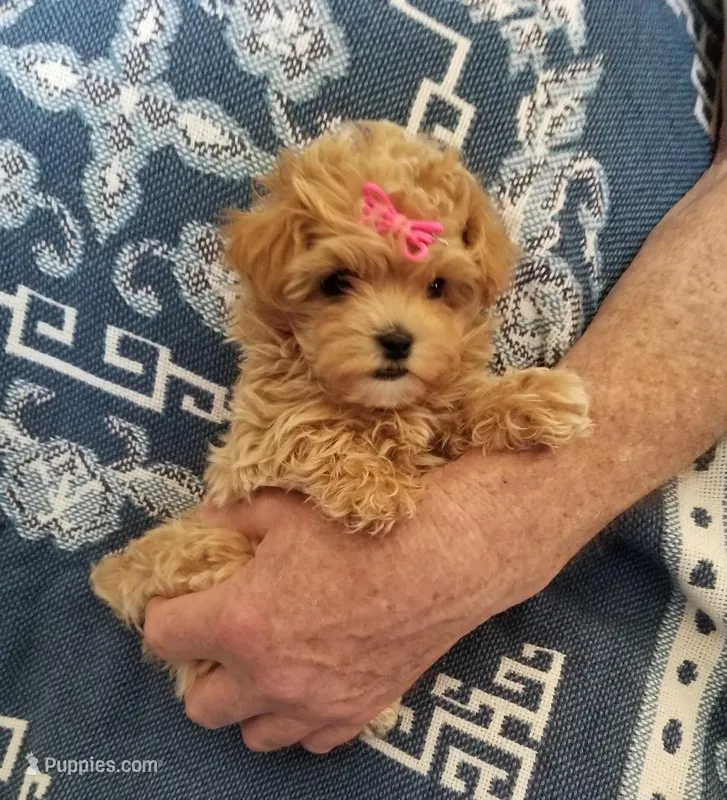 Page – Maltipoo puppy for sale in Bolivar, MO