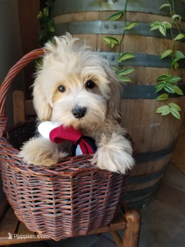 Bentley  – Maltipoo puppy for sale in Bolivar, MO