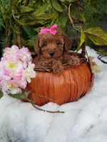 Dolly, a female Poodle - Toy  for sale in Bolivar, MO – 2 of 10