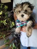 Rip, a male Morkie for sale in Bolivar, MO – 2 of 5